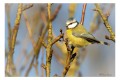 Mésange bleue en observation